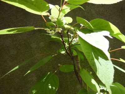 P1010058.JPG
