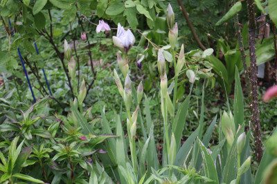 Iris Tumwater Bartnelken.JPG
