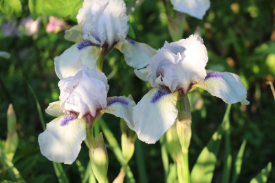 Iris Tumwater Bartnelken10.JPG