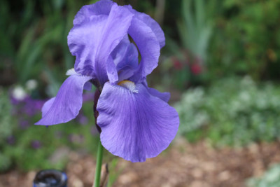 Iris hellmittelblau hoch stDuft7.JPG