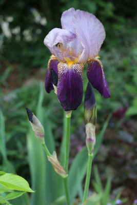 Iris evtl Alcazar2.JPG