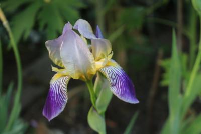 Iris sambucina3.JPG