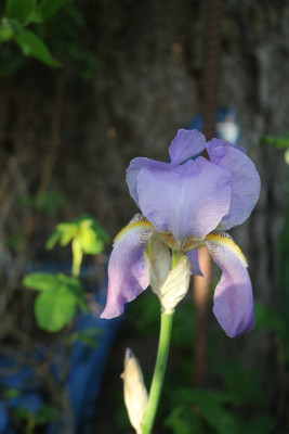 Iris pallida.JPG