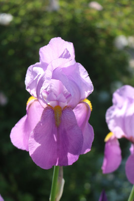 Iris lavendelrosa Historische4.JPG