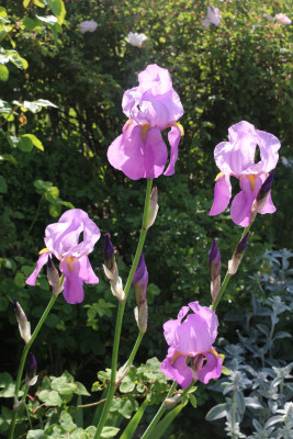 Iris lavendelrosa Historische5.JPG