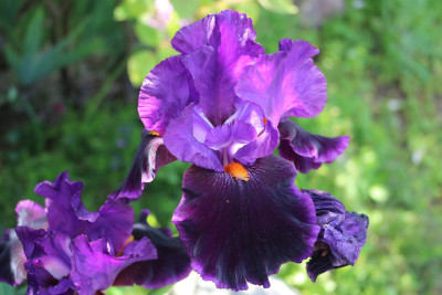 Iris LocalColor7.JPG