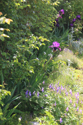 Iris LocalColor maldrei.JPG
