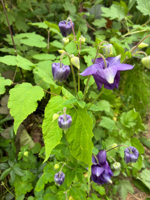 IMG_3412.jpeg