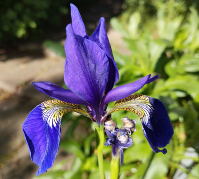 260525_IrisSibirica.jpg