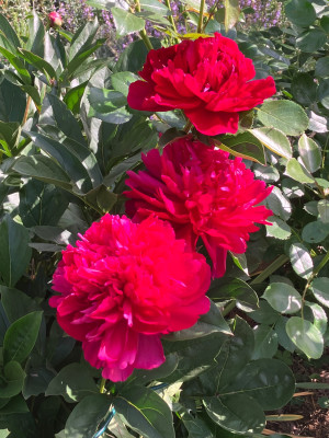IMG_0743.jpeg