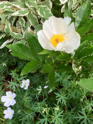 IMG_0748.jpeg