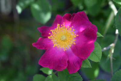 DSC_0998.JPG
