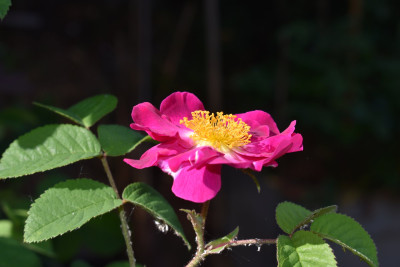 DSC_0997.JPG