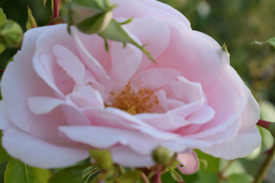 DSC_1002.JPG