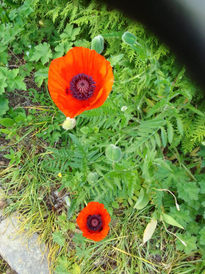 Papaver orientale