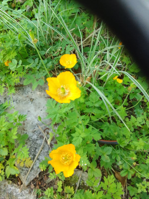 Wald-Scheinmohn