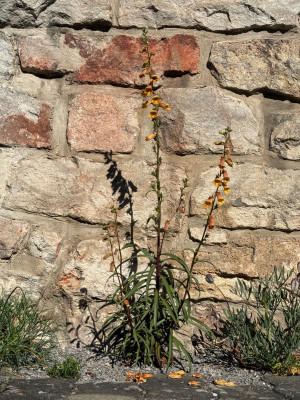 IMG_9471.jpeg
