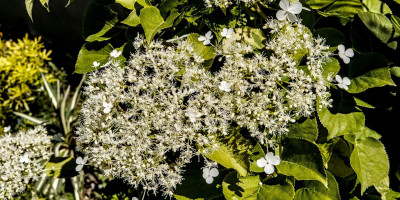 HYDRANGEA PETIOLARIS MIRANDA.jpg