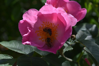 DSC_1006.JPG