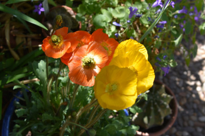 DSC_1007.JPG