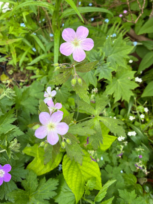 IMG_3413.jpeg