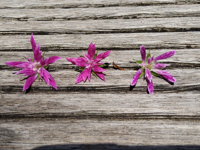 Geranium Sue Crûg (Mitte)&Töchter.jpg