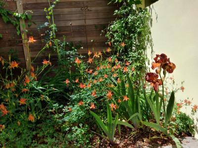 Aquilegia formosa mit Iris.jpg