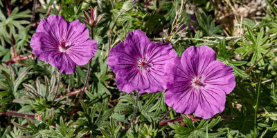 GERANIUM SANGUINEUM TINY MONSTER.jpg