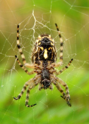 spinne_keine_ahnung_wie_die_sich_nennt.jpg