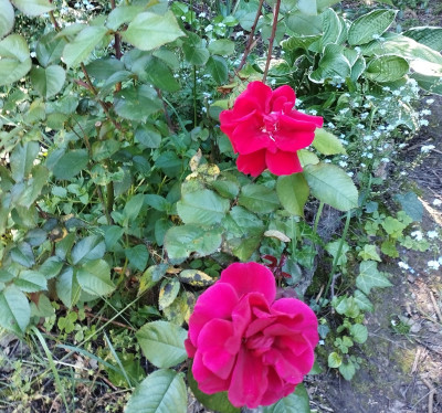 260525_AlteRose.jpg
