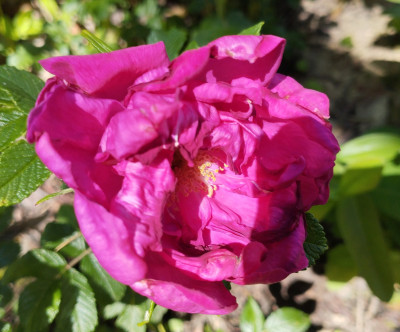 260525_MojeHammarberg.jpg
