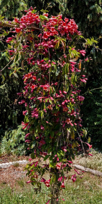 BIGNONIA CAPREOLATA 1.jpg