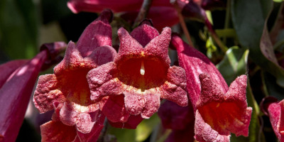 BIGNONIA CAPREOLATA 2.jpg