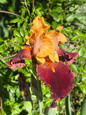 Supreme Sultan