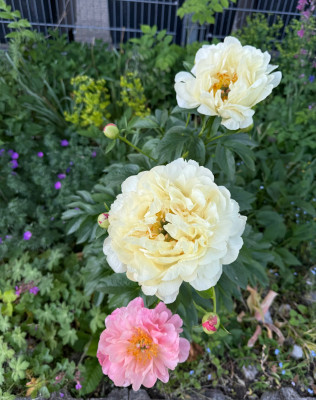 IMG_9235.jpeg