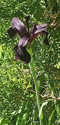 Chrysographes Black Form