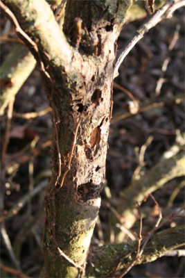 Salix-Schadling-1.jpg