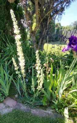 Salvia austriacea
