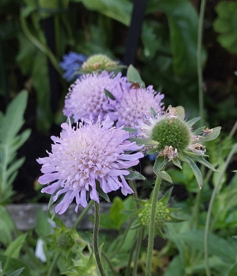 Centaurea dealbata