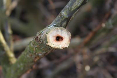Salix-Schadling-2.jpg