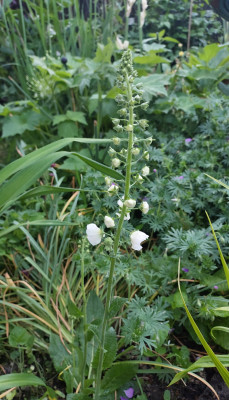 Verbascum