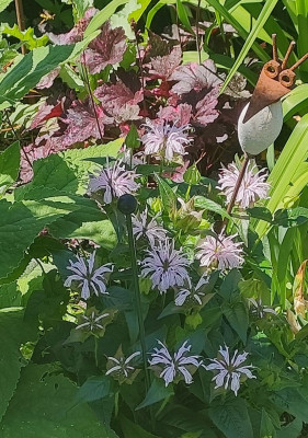Monarda