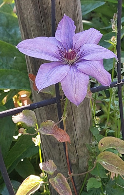 Danske Mini Clematis