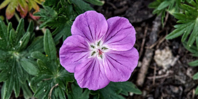GERANIUM SANGUINEUM NANUM.jpg