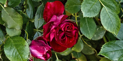 ROSA BLACK FOREST.jpg