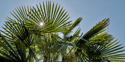 TRACHYCARPUS FORTUNEI 1.jpg