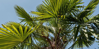 TRACHYCARPUS FORTUNEI 2.jpg