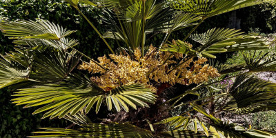 TRACHYCARPUS WAGNERIANUS.jpg