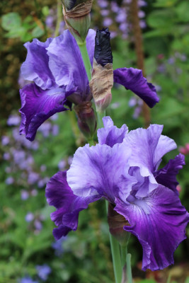 Iris Royalist 10.JPG