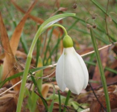 Galanthus02.jpg